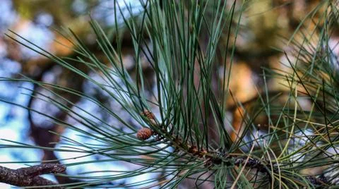 Beautiful view of pine needles Stock Photos