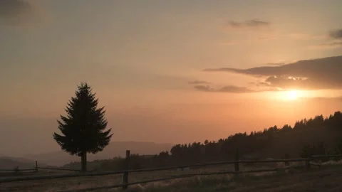 A beautiful view of a pine tree against the background of the setting sun. Video stock 230651328