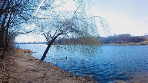 Beautiful view of the pond with a tree without foliage Stock Photos