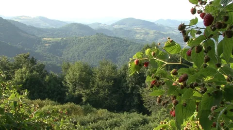 Beautiful view from a raspberry orchard Vídeo Stock 35582795