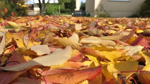 Beautiful View Of Red and Yellow Autumn Leaves Falling Onto The Ground Stock Footage 143673597