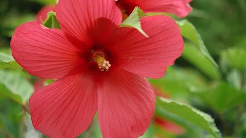 Beautiful view of a  red flower Stock Footage 125514283
