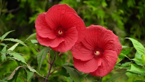 Beautiful view of  red flower Stock Footage 125514326