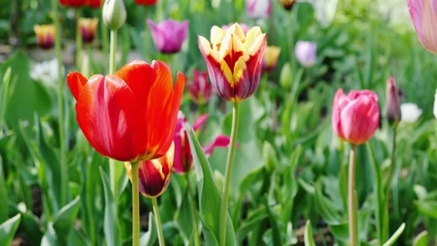 Beautiful view of red tulips Stock Footage 75825542