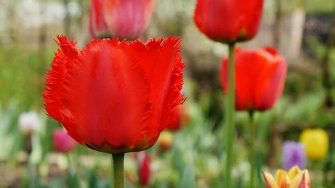 Beautiful view of red tulips Stock Footage 87609869