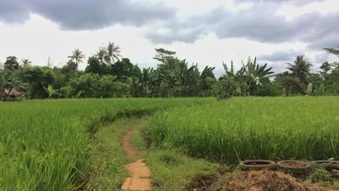 Beautiful view of the rice fields during the day Stock Footage 238526154