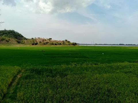 Beautiful view of the rice fields during the day Foto stock