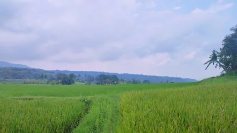 Beautiful View of Rice Fields With Farmers Indonesia Stock Footage 231369400