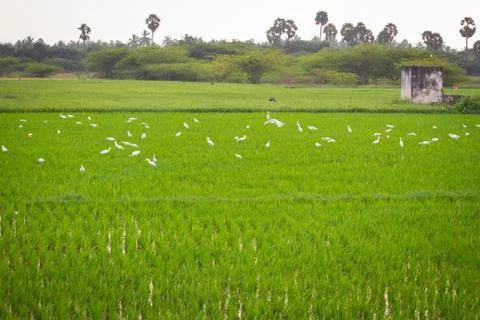 Beautiful view of rice fields with a group of swans. Stock Photos