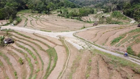 Beautiful view of the rice fields that have been harvested in the countryside Stock Footage 137997709