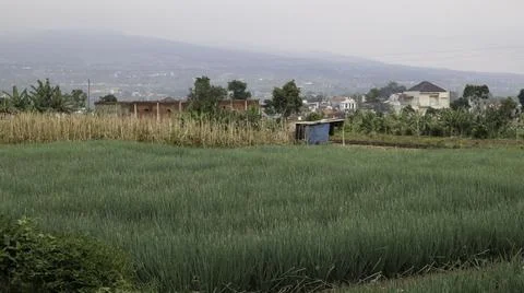 A beautiful view of rice fields with rows of green rice Stock Photos