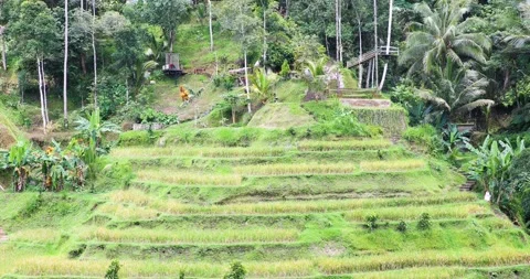 Beautiful view of rice terraces in Bali Stock Footage 270252553