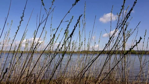 Beautiful view of the river through the trees, reflection of clouds on the water Stock Footage 109261466