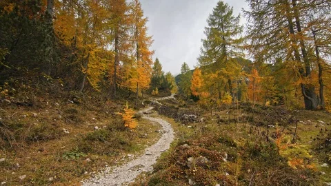 Beautiful view of road between yellow firs forest in Julian Alps. Stock Footage 119831550