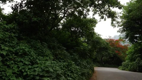 Beautiful view of road passing through dense forest Stockbeeldmateriaal 156958697