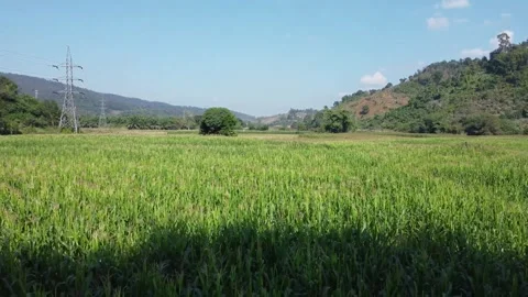 Beautiful view in rows of green corn fields. Stock Footage 296308789