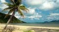 Beautiful view of the sea and palm tree on the beach HD Footage