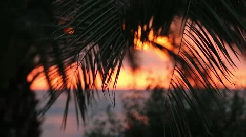 Beautiful view on sea background through the palm branches. Sunset time. 動画素材 44118260