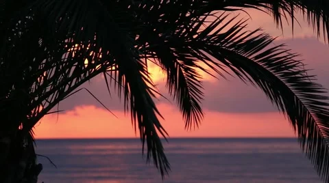 Beautiful view on sea background through the palm branches. Sunset time. 動画素材 44118321