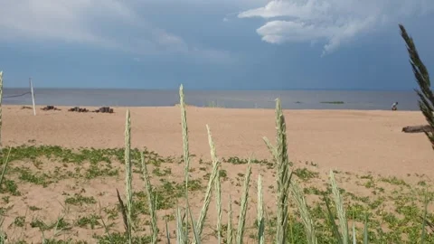 Beautiful view of the sea, grass Video stock 247182558