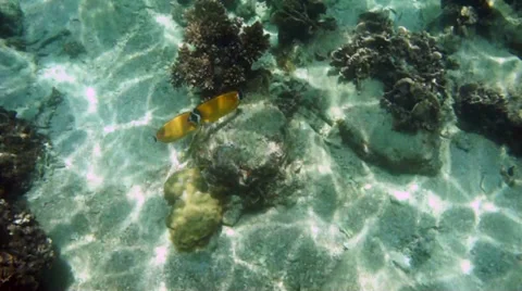 Beautiful view of sea life Stock Footage 37644285