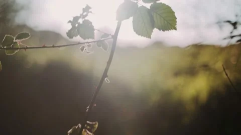Beautiful view of the setting sun through tree branches. Golden sun shines Video stock 147208993