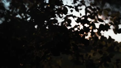 Beautiful view of the setting sun through tree branches. Golden sun shines Video stock 147209136