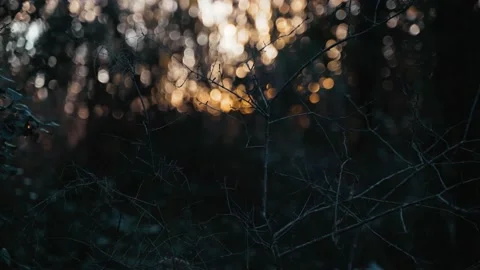 Beautiful view of the setting sun through tree branches. Golden sun shines Stock Footage 147209160
