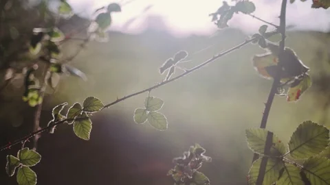 Beautiful view of the setting sun through tree branches. Golden sun shines Video stock 147209245