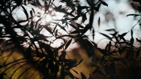 Beautiful view of the setting sun through tree branches. Golden sun shines Video stock 147209466