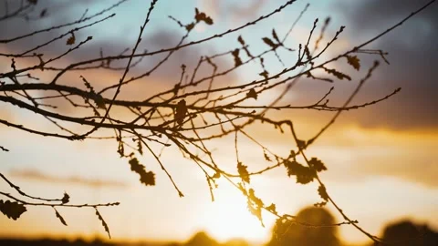 Beautiful view of the setting sun through tree branches. Golden sun shines Video stock 147209572