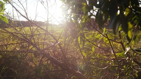 Beautiful view of the setting sun through tree branches. Golden sun shines Stock Footage 147329297