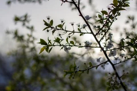 Beautiful view of the setting sun through the branches of a tree. The branche Stock Photos