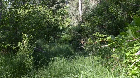 Beautiful view on the Shell River Valley Hiking Trail Stock Footage 159671713