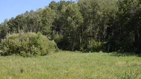 Beautiful view on the Shell River Valley Hiking Trail Stock Footage 159671811