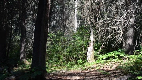 Beautiful view on the Shell River Valley Hiking Trail Stock Footage 159671820