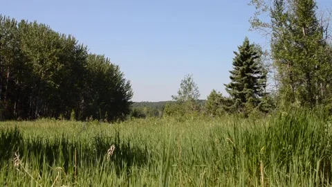 Beautiful view on the Shell River Valley Hiking Trail Stock Footage 159671848