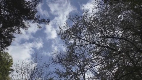 Beautiful view of the sky with silhouettes of trees Stock Footage 76156734