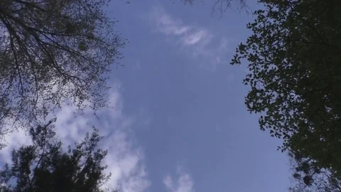 Beautiful view of the sky with silhouettes of trees Stock Footage 85072904