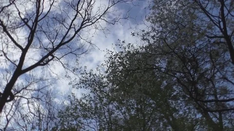 Beautiful view of the sky with silhouettes of trees Stock Footage 85073093