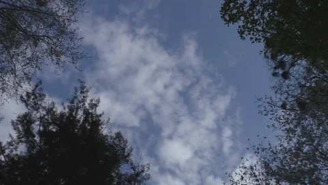 Beautiful view of the sky with silhouettes of trees Stock-Footage 85073247