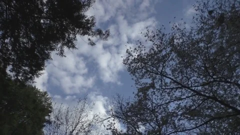 Beautiful view of the sky with silhouettes of trees Stock Footage 85073306