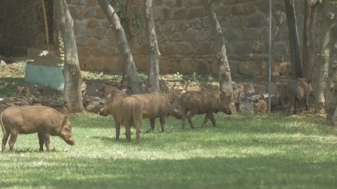 Beautiful view of small and big boars playing in the grass garden 2 Stock-Footage 109198282