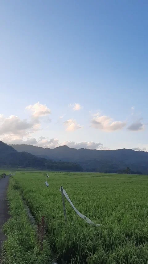 Beautiful view of a small path through green rice fields Stock Footage 337646255
