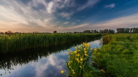Beautiful view of a small river and blooming yellow iris. Time Lapse. Stock-Footage 66255587