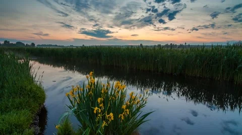Beautiful view of a small river and blooming yellow iris. Time Lapse. Stock Footage 66255629