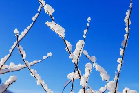 Beautiful view of snow-covered bare tree branches against clear blue winter sky. Foto stock