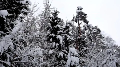Beautiful view of the snow-covered winter forest Stock Footage 100815662
