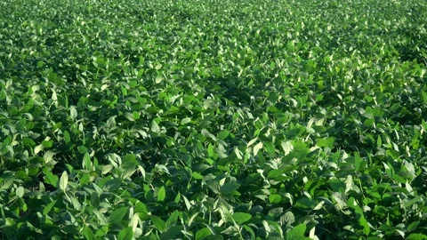 Beautiful view of soybean field with green soy plants growing in agriculture Stock Footage 196157200