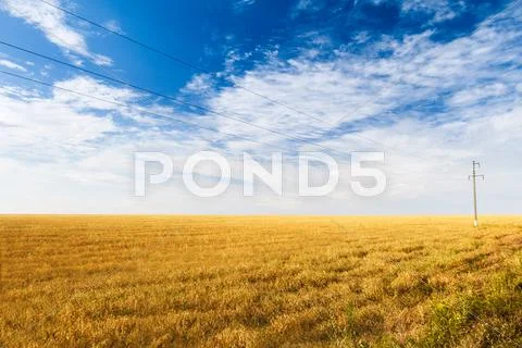Beautiful view of spikelets field Stock Photos